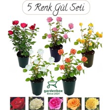 Nura Botanik Özel Tür Bahçe Gülü Seti 5 Adet Kokulu Yediveren Gül Kırmızı+Pembe+Sarı+Beyaz+Turuncu 30-50CM