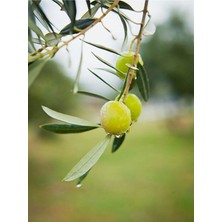 Nura Botanik Videolu Gemlik Zeytin Fidanı 1 Adet [50-70CM] Dış Mekan [olive Seedling]