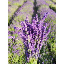 Videolu Lavanta Angustifolia Mor Renkli (10 25 Cm) 20 Adet Tüplü Lavanta Fidesi Lavender Seedling