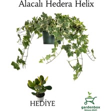 Nura Botanik Özel Tür Beyaz Alacalı Hedera Helix Sarmaşığı 1ADET Saksılı 30-50CM+YEŞIM Para Çiçeği