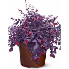 Nura Botanik Loropetalum Çiçeği (20-40 Cm) 1 Adet Saksılı Canlı Gönderim