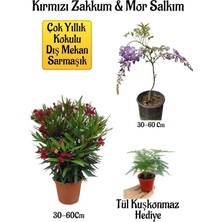 Nura Botanik Kırmızı Zakkum Fidanı+Mor Salkım Ağacı Fidanı Tül Kuşkonmaz Hediyeli Bahçe Peyzaj Seti