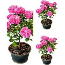 Nura Botanik Videolu Yediveren Isparta Gülü Pembe Renkli Kokulu (50 90 Cm)1 Adet Tüplü Aşılı Gül Pink Rose