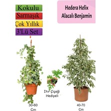 Nura Botanik Alacalı Beyaz Benjamin Bitkisi+ Hedera Helix Sarmaşığı+ Itır Çiçeği
