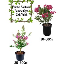 Nura Botanik Pembe Zakkum Çiçeği 1 Adet+ Pembe Oya Ağacı 1 Adet Saksılı Bahçe Seti