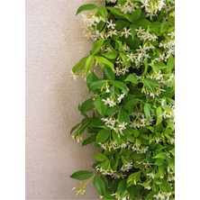 Nura Botanik Videolu Yasemin Beyaz Çiçekli Kokulu Şarmaşık (90-120 Cm)1 Adet Dış Mekan Bitkisi Star Jasmine