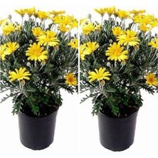 Nura Botanik Videolu Çalı Papatyası Sarı Renkli (25 30 Cm)2 Adet Saksılı Canlı Bitki Europs Calendula Officinalis