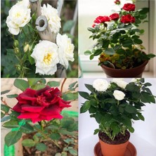 Bitkim Sende Videolu Beyaz ve Kırmızı Yediveren 2 Adet Gül Fidanı Saksılı 50-90 cm (Red White Roses Sapling)