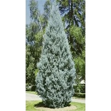 Nura Botanik Videolu Mavi 1 Adet Servi Çamı Fidanı 30-70CM Saksılı\tüplü (Cedar Pine Tree Sapling)