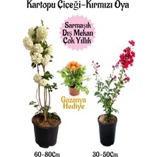 Nura Botanik Kartopu Çiçeği 1 Adet +Kırmızı Oya Ağacı 1ADET+SARI Gazanya Hediyeli Saksılı Bahçe Seti