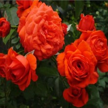 Bitkim Sende Videolu Turuncu Sarmaşık Gül (25 35 Cm) Tüplü Aşılı Gül Orange Rose