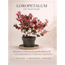 Flora Vadi Gösterişli Fuşya Rebk Loropetalum Chinense (20-40 Cm) Bordo Yapraklı Dış Mekan Bitkisi