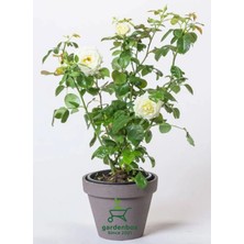 Flora Vadi Özel Tür Beyaz Renk Gül Fidanı 1 Adet Saksılı 30-50CM Bahçe Bitkisi