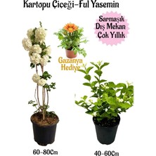 Nura Botanik Kartopu Çiçeği 1 Adet+Kokulu Ful YASEMIN1ADET+SARI Gazanya Hediyeli Saksılı Bahçe Seti