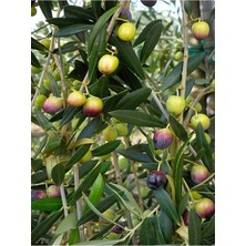 Bitkim Sende Videolu Arbequina Zeytin Fidanı 6 Adet Tüplü/saksılı 30-60 cm Bahçe Bitkisi (Olive Sapling)