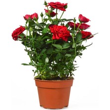 Flora Vadi Formlu Yediveren Kokulu Kırmızı Gül Fidesi 1 Adet Saksılı/tüplü 10-15 cm Bahçe Bitkisi (Red Rose)