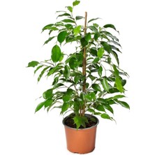 Nura Botanik Ficus Benjamina Salon Ofis Bitkisi Yeşil Benjamin 1 Adet 30-60CM