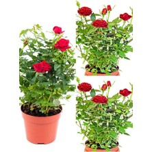 Nura Botanik Videolu Kırmızı Yediveren Kokulun Gül Fidanı 3 Adet Saksılı Dış Mekan Bitkisi 35-60 cm (Red Rose)
