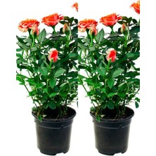 Bitkim Sende Videolu Yediveren Somon Rengi Gül Fidanı 2 Adet Saksılı/tüplü 30-55 cm Bahçe Bitkisi (Orange Rose)