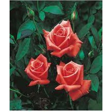Bitkim Sende Videolu 1 Adet Narçiçeği Yediveren Kokulu Gül Fidanı Saksılı 10-15CM (Pomegranate Blossom Rose)
