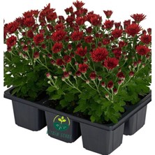 Nura Botanik Formlu Kırmızı Mini Kasımpatı Saksılı 10–15 cm – Canlı Renkli Çiçekli Bitki Chrysanthemum