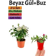 Nura Botanik Pembe Gül Fidanı (10-20 Cm)+ Yer Örtücü Buz Çiçeği Dış Mekan Bitkileri