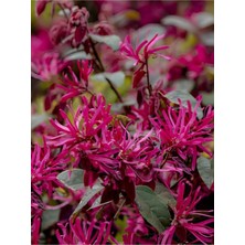 Flora Vadi Loropetalum Chinense Uzun Ömürlü Dış Mekan Bitkisi (20-40 Cm) Saksılı Loropetalum