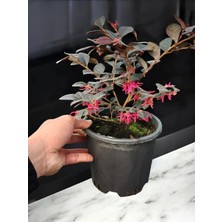 Flora Vadi Loropetalum Chinense (20-40 Cm) 1 Adet Saksılı Dört Mevsim Dekoratif