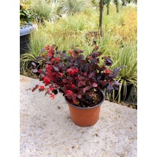 Bitkim Sende Kampanyalı Ürün Loropetalum 1 Adet (20-40CM) Loropetalum Chinense Dayanıklı Tür