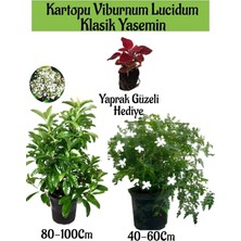 Nura Botanik Avantajlı Kartopu Viburnum 1 Adet+Klasik Izmir Yasemini 1 Adet+Yaprak Güzeli Hediye Bahçe Bitkisi