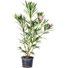 Nura Botanik Kampanyalı Zakkum Fidanı Pembe 1 Adet Saksılı/tüplü (70-100CM) Dış Mekan (Oleander)
