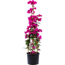 Nura Botanik Pembe Renk Begonvil ÇIÇEĞI(40-80CM) Mor Lavanta Fidanı Bahçe Bitkisi