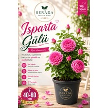 Videolu Isparta Gülü Yoğun Kokulu Pembe Renkli Reçellik (30 60 Cm)1 Adet Tüplü Aşılı Gül Pink Rose