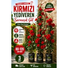 Bitkim Sende Videolu Kırmızı Yediveren Sarmaşık Kokulu 3 Adet Gül Fidanı Saksılı 80-160CM (Climbing Rose)