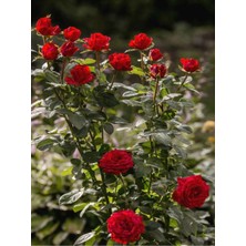 Videolu Yediveren Yoğun Kokulu Kırmızı Renkli (30 50CM) 1 Adet Aşılı Gül Red Rose