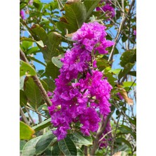 Nura Botanik Videolu Mor Oya Çalısı Fidanı 1 Adet Saksılı/ Tüplü 40-70 cm (Purple Lagerstroemia Indica)