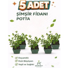 Nura Botanik Özel Set 10-20CM Şimşir Fidanı 5 Adet Yoğun Dokulu Bahçe Peyzaj Bitkisi