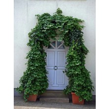 Bitkim Sende Dekoratif Duvar Sarmaşığı (Kaya Sarmaşığı) – 40-60 cm – Hedera Helix Türü