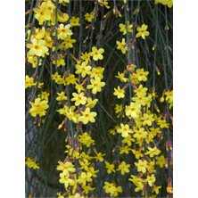Nura Botanik Videolu Çalı Yasemin Sarı Yasemin Fidanı (80-120 Cm) 1 Adet Tüplü Jasminum Nudiflorum