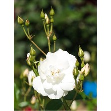 Nura Botanik Videolu Beyaz Gül Fidanı Yoğun Kokulu Saksılı 1 Adet [50-70CM] Dış Mekan [white Rose]