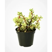Nura Botanik Portulacaria Afra Variegata,fil Azığı Yeşim 5,5 Sukulent Saksısında Dolgun Formlu