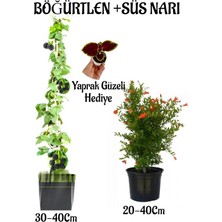 Flora Vadi Özel Tür Böğürtlen Meyve Fidanı 1 Adet Bodur Süs Narı Fidanı 1 Adet Yaprak Güzeli Hediye