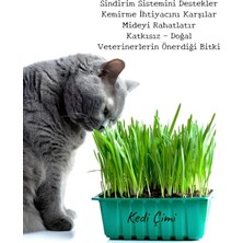 Nura Botanik Saksıda Yetişmiş Canlı Filizli Kedi Otu – Kedi Çimi 15-20 cm
