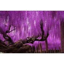 Nura Botanik Mor Salkım Fidanı 5 Adet - Wisteria Sinensis