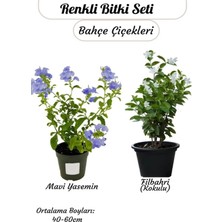 Nura Botanik Renkli Bitki Seti Mavi Yasemin+Kokulu Filbahri Ağaç Şakayığı Saksılı Peyzaj Çiçeği
