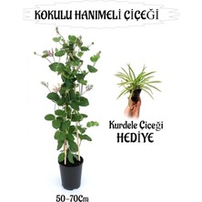 Nura Botanik Mis Kokulu Hanımeli Çiçeği 1 Adet+Kurdele Çiçeği Peyzaj Seti