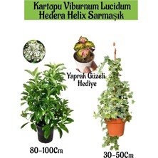 Nura Botanik Kartopu Viburnum Lucidum 1 Adet+Hedera Helix 1 Adet+Yaprak Güzeli Hediye Bahçe Bitkisi