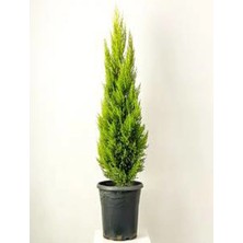 Nura Botanik Videolu Hoş Kokulu Limoni Servi Fidanı ( 30-40 Cm) Tüplü Dış Mekan Ağaçları Lemon-Scented Pine