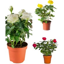 Videolu Yediveren Kırmızı Beyaz Sarı Renkli (25 50CM) 3 Adet Saksılı Aşılı Gül Red White Yellow Rose