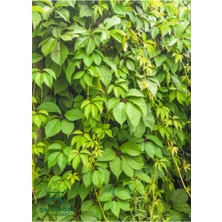 Nura Botanik Soğuğa Dayanıklı Amerikan Duvar Sarmaşığı 55-75CM Saksılı/tüplü